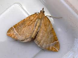 Attēlu rezultāti vaicājumam “Eulithis testata”