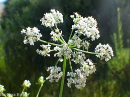 Attēlu rezultāti vaicājumam “Berula erecta leaf”