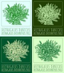 Attēlu rezultāti vaicājumam “Astragalus danicus leaf”
