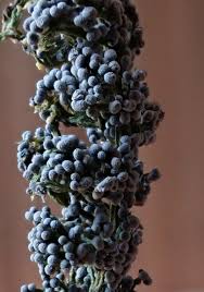 Attēlu rezultāti vaicājumam “Physarum cinereum”