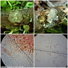 Attēlu rezultāti vaicājumam “Myxarium nucleatum”