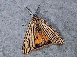 Attēlu rezultāti vaicājumam “Spiris striata”