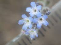 Attēlu rezultāti vaicājumam “Myosotis micrantha”