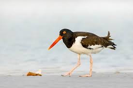 Attēlu rezultāti vaicājumam “Haematopus ostralegus adult”