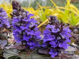 Attēlu rezultāti vaicājumam “Ajuga reptans flower”