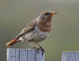 Image result for Turdus ruficollis