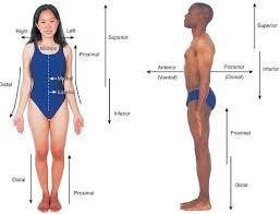 Image result for body midline