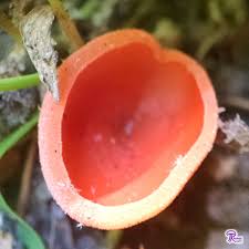 Attēlu rezultāti vaicājumam “Aleuria aurantia”