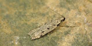 Attēlu rezultāti vaicājumam “Gelechia rhombella”