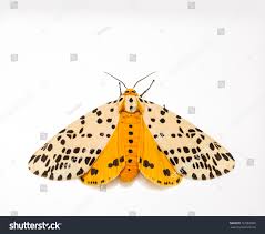 Attēlu rezultāti vaicājumam “Spilosoma sp.”