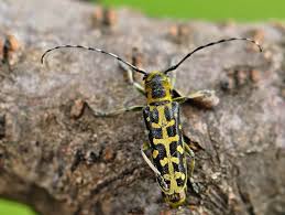 Attēlu rezultāti vaicājumam “Saperda scalaris”