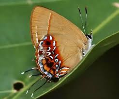 Attēlu rezultāti vaicājumam “Euphydrias aurinia upperside”