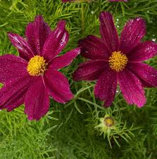 Image result for Schmuckkörbchen