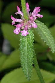 Attēlu rezultāti vaicājumam “Stachys palustris”