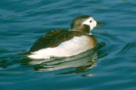 Attēlu rezultāti vaicājumam “Clangula hyemalis”