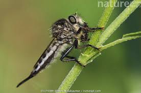 Attēlu rezultāti vaicājumam “Asilidae”