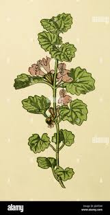 Attēlu rezultāti vaicājumam “Liposthenes glechomae”