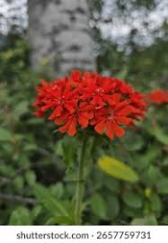 Attēlu rezultāti vaicājumam “Silene chalcedonica”