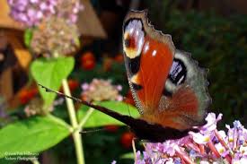 Attēlu rezultāti vaicājumam “Inachis io”