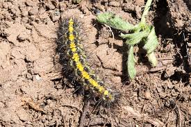 Attēlu rezultāti vaicājumam “Setina irrorella”