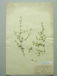 Attēlu rezultāti vaicājumam “Chara globularis”