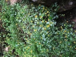 Attēlu rezultāti vaicājumam “Saxifraga cymbalaria”