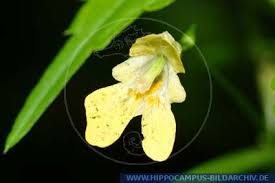 Attēlu rezultāti vaicājumam “Impatiens parviflora”