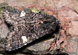 Attēlu rezultāti vaicājumam “Melanchra persicariae imago”