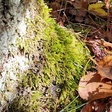 Attēlu rezultāti vaicājumam “Anomodon attenuatus”