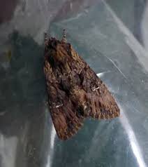 Attēlu rezultāti vaicājumam “Mniotype satura”