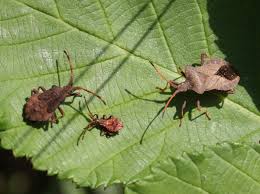 Attēlu rezultāti vaicājumam “Coreus marginatus nymph”