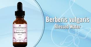 Attēlu rezultāti vaicājumam “Berberis vulgaris”