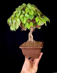 Image result for parthenocissus bonsai