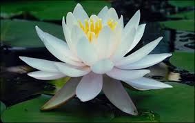 Attēlu rezultāti vaicājumam “Nymphaea alba flower”