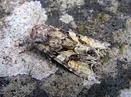 Attēlu rezultāti vaicājumam “Lacanobia contigua”