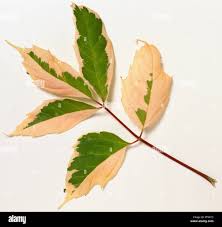 Attēlu rezultāti vaicājumam “Acer negundo leaf”