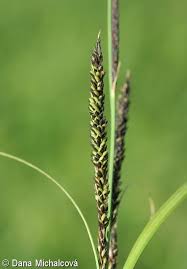 Attēlu rezultāti vaicājumam “Carex acuta”