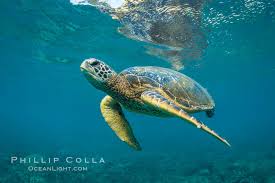Image result for Chelonia mydas