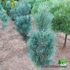 Attēlu rezultāti vaicājumam “Pinus sylvestris var. borussica”