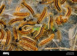 Attēlu rezultāti vaicājumam “Malacosoma castrensis larva”