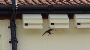 Image result for Bristol Swifts