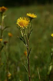 Attēlu rezultāti vaicājumam “Inula britannica leaf”