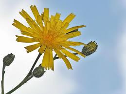 Attēlu rezultāti vaicājumam “Hieracium murorum”