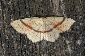 Attēlu rezultāti vaicājumam “Cyclophora punctaria”