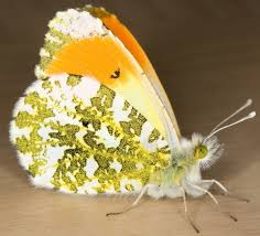 Attēlu rezultāti vaicājumam “Anthocharis cardamines underside”
