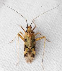 Attēlu rezultāti vaicājumam “Phytocoris tiliae imago”