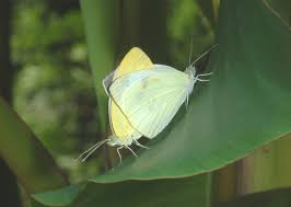 Attēlu rezultāti vaicājumam “Pieridae”