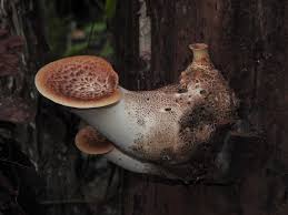 Attēlu rezultāti vaicājumam “Polyporus squamosus”