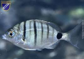 Image result for Diplodus puntazzo