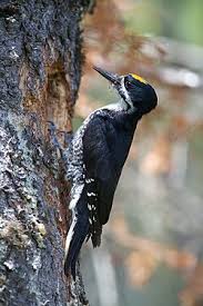Attēlu rezultāti vaicājumam “Picoides tridactylus adult”